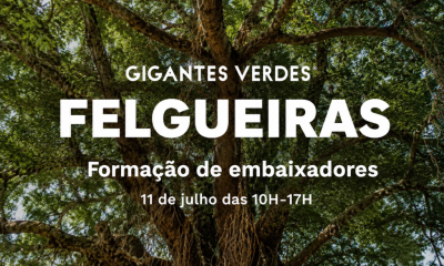 Felgueiras procura novos embaixadores para proteger árvores de grande porte