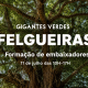 Felgueiras procura novos embaixadores para proteger árvores de grande porte