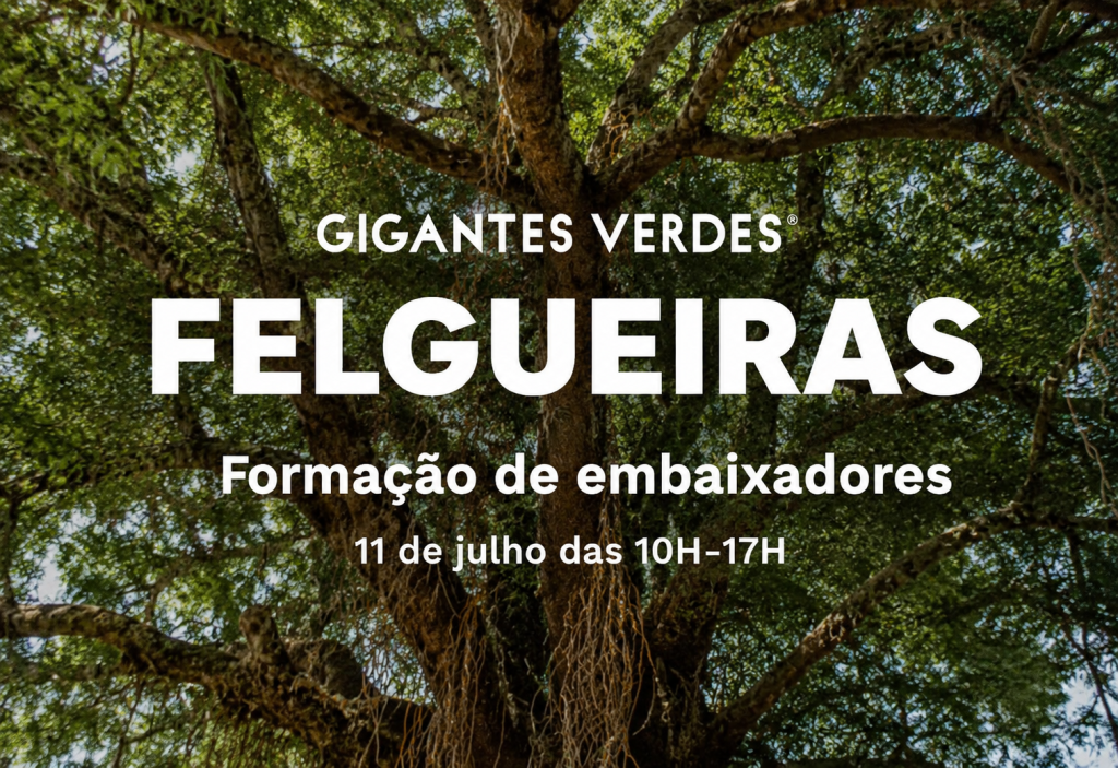 Felgueiras procura novos embaixadores para proteger árvores de grande porte