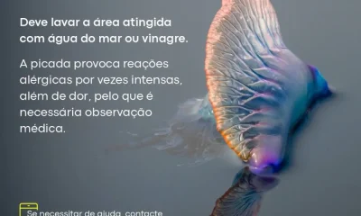 Foi picado/a por uma caravela portuguesa? Saiba o que fazer de imediato. Em caso…