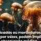 Há picadas ou mordeduras de animais que podem originar um quadro clínico grave. …