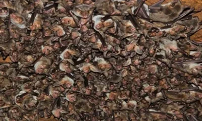 EDIA identifica o mais importante abrigo nacional de Morcego-Rato-Grande
