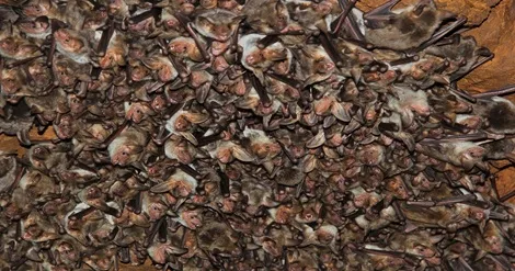 EDIA identifica o mais importante abrigo nacional de Morcego-Rato-Grande