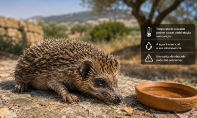 Onda de calor ameaça ouriços e associação apela à colocação de água fresca para proteger a espécie
