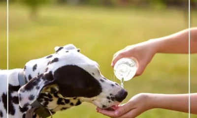 Os animais também sentem os efeitos das altas temperaturas. Tal como nós, preci…