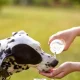 Os animais também sentem os efeitos das altas temperaturas. Tal como nós, preci…