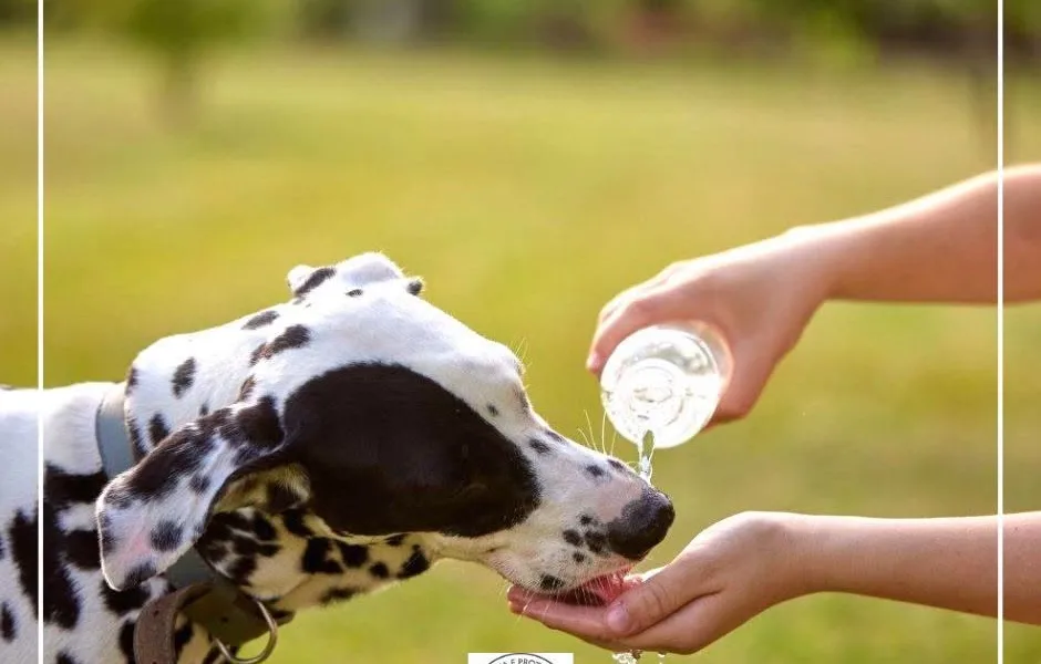 Os animais também sentem os efeitos das altas temperaturas. Tal como nós, preci…