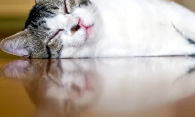 Os dias de calor intenso exigem cuidados redobrados com os animais.
Garantir ág…