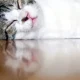 Os dias de calor intenso exigem cuidados redobrados com os animais.
Garantir ág…