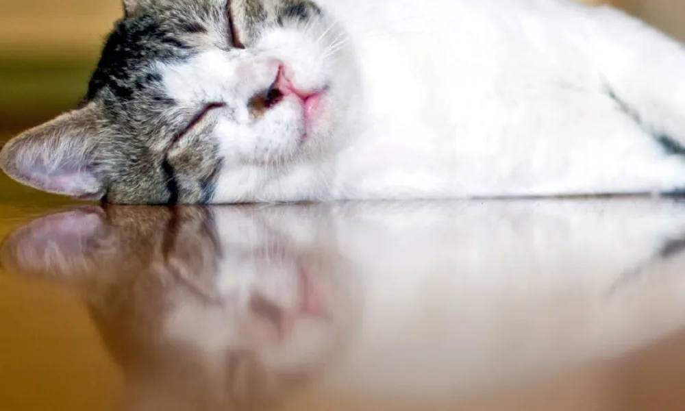 Os dias de calor intenso exigem cuidados redobrados com os animais.
Garantir ág…