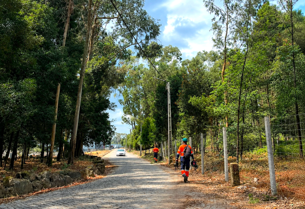 Paços de Ferreira conclui limpeza de 22 hectares para reforçar prevenção de incêndios rurais