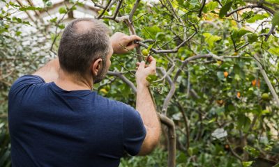 Paços de Ferreira reúne especialistas nas III Jornadas de Arboricultura e Floresta Urbana