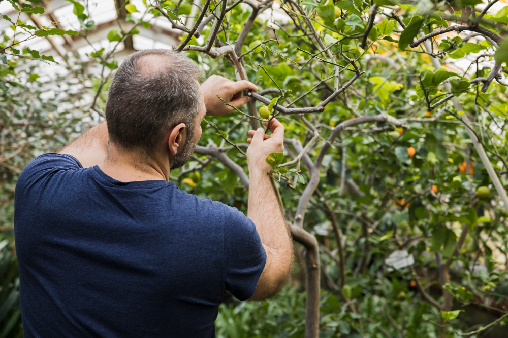 Paços de Ferreira reúne especialistas nas III Jornadas de Arboricultura e Floresta Urbana