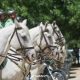 Patrulhamento a cavalo reforça vigilância na Serra do Marão para prevenir incêndios rurais