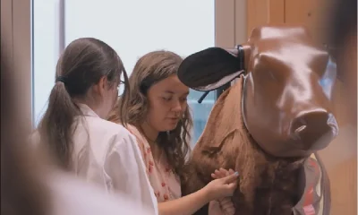Medicina Veterinária do ICBAS obtém acreditação europeia