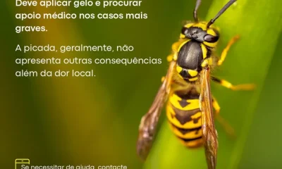Se foi picado/a por uma vespa, saiba que fazer de imediato. Em caso de intoxicaç…