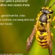 Se foi picado/a por uma vespa, saiba que fazer de imediato. Em caso de intoxicaç…