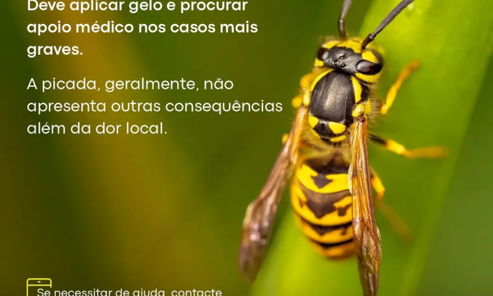Se foi picado/a por uma vespa, saiba que fazer de imediato. Em caso de intoxicaç…