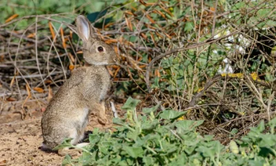 CIBIO participou em estudo que poderá ajudar a proteger o coelho ibérico