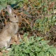 CIBIO participou em estudo que poderá ajudar a proteger o coelho ibérico