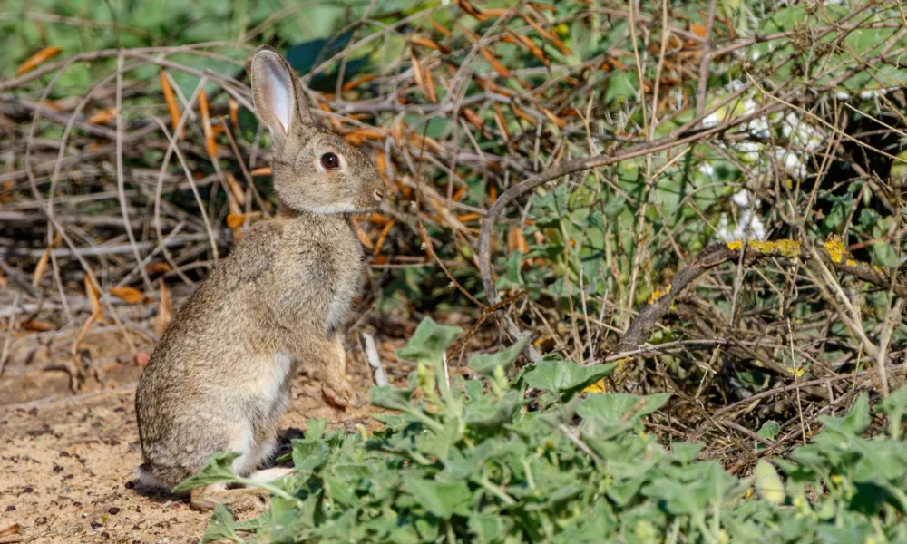 CIBIO participou em estudo que poderá ajudar a proteger o coelho ibérico