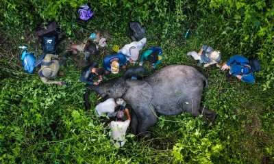 CIBIO lidera esforço para salvar últimos elefantes-da-floresta de Angola
