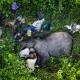 CIBIO lidera esforço para salvar últimos elefantes-da-floresta de Angola