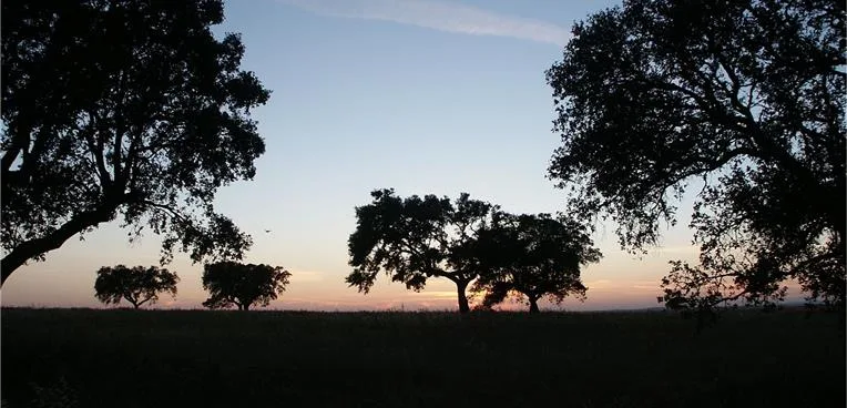 Caminhada noturna liga arqueologia e astronomia em Mombeja