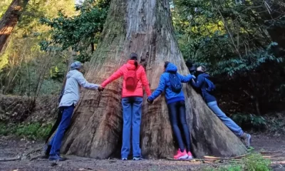 Mata do Bussaco vai ser a primeira Floresta Terapêutica da Península Ibérica