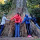 Mata do Bussaco vai ser a primeira Floresta Terapêutica da Península Ibérica