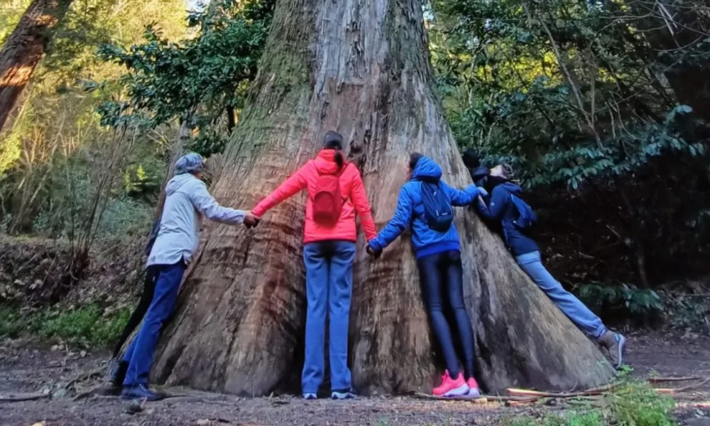 Mata do Bussaco vai ser a primeira Floresta Terapêutica da Península Ibérica