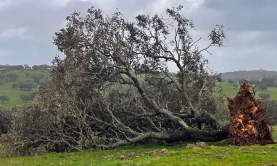 Tempestade Kristin – Prazo para submissão das candidaturas termina a 20 de julho « Comissão de Coordenação e Desenvolvimento Regional do Alentejo, I.P.