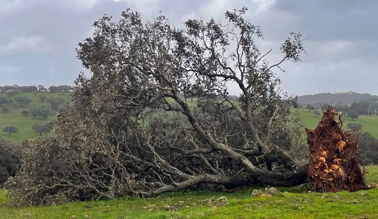 Tempestade Kristin – Prazo para submissão das candidaturas termina a 20 de julho « Comissão de Coordenação e Desenvolvimento Regional do Alentejo, I.P.